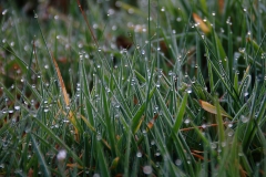 Plantes ploraneres