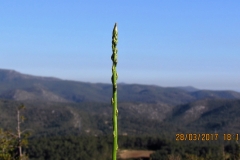 Espàrrec amb vertigen